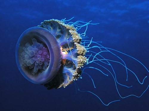 Underwater Pictures