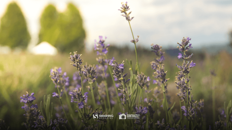 Lavender Is In The Air!