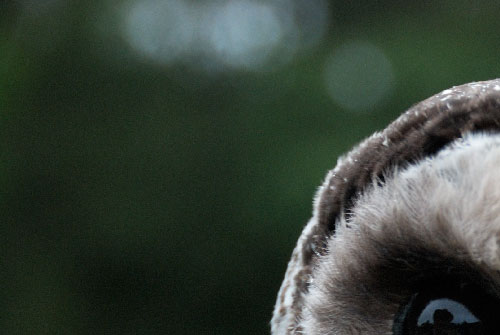 Close up of an owl with reduced colors